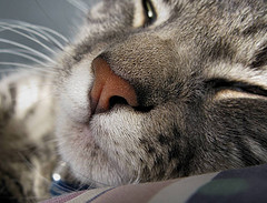 Name:  2820184943_06522cc581_m.jpg
Views: 20
Size:  19.5 KB