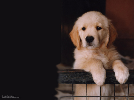 Name:  PUP.jpg
Views: 49
Size:  27.0 KB