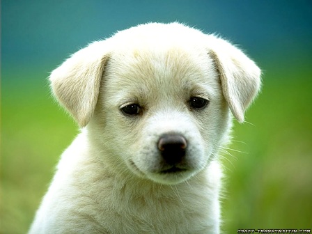 Name:  cute-puppy-dog-wallpapers.jpg
Views: 49
Size:  46.4 KB