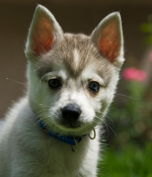 Name:  Nookie1.jpg
Views: 88
Size:  30.3 KB