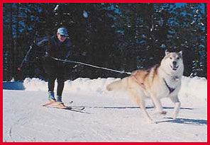 Name:  skijoring1.jpg
Views: 141
Size:  19.4 KB