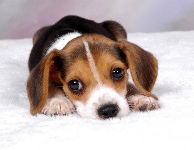 Name:  Beagle.jpg
Views: 41
Size:  19.4 KB