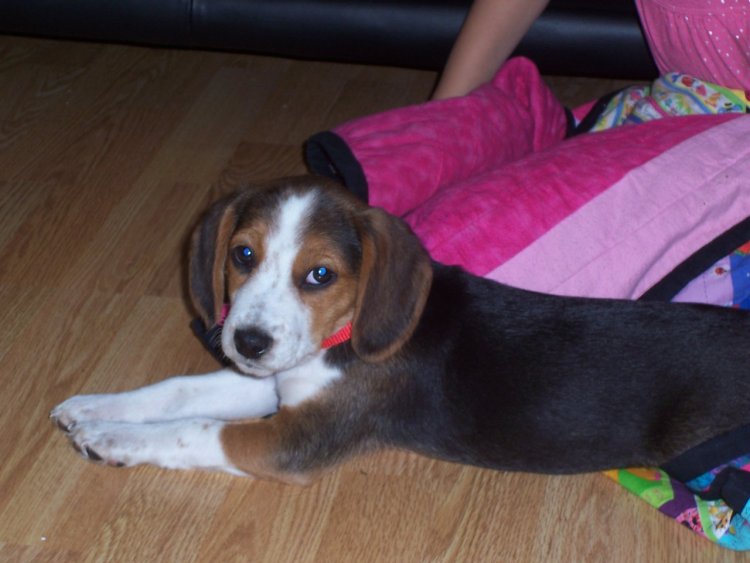 Name:  Chewy October 2008, first day 007.jpg
Views: 53
Size:  60.0 KB