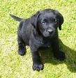 Name:  PUP.jpg
Views: 38
Size:  4.1 KB