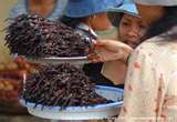 Name:  massinsecticide.jpg
Views: 24
Size:  4.2 KB