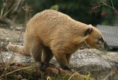 Name:  BigNose.jpg
Views: 636
Size:  23.5 KB