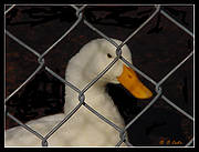 Name:  jailduck.jpg
Views: 68
Size:  6.4 KB