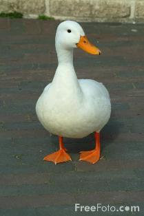 Name:  Duck_web.jpg
Views: 33
Size:  9.9 KB