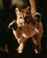 Name:  cat.jpg
Views: 38
Size:  10.5 KB