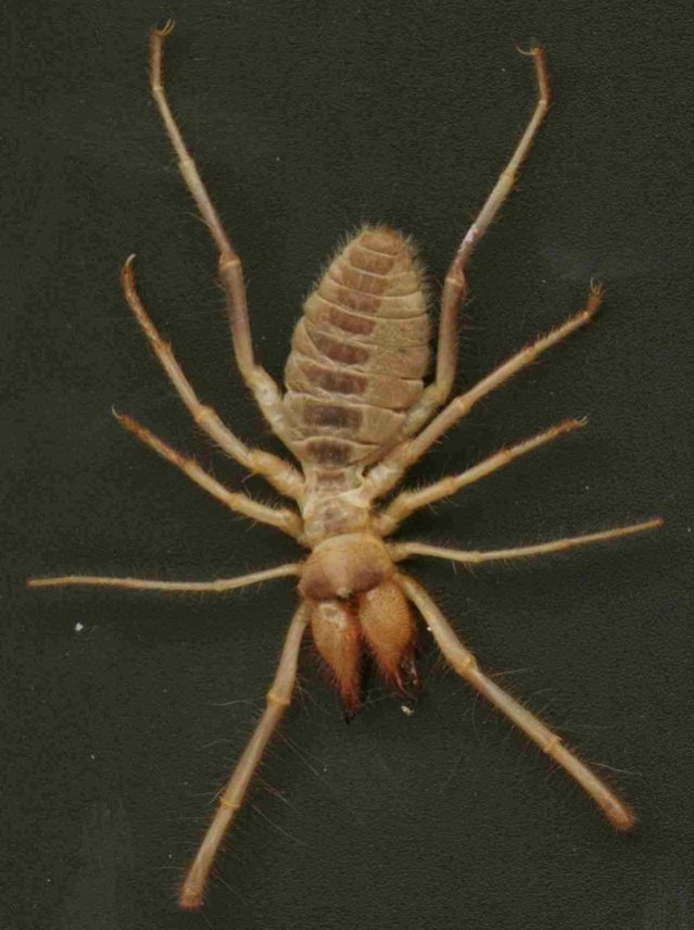 Name:  Camel Spider - Use.jpg
Views: 88317
Size:  84.3 KB
