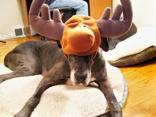 Name:  GREAT DANE.jpg
Views: 80
Size:  42.9 KB
