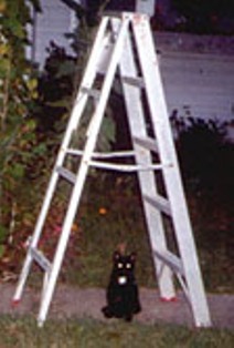 Name:  cat%20under%20ladder.jpg
Views: 24
Size:  20.9 KB