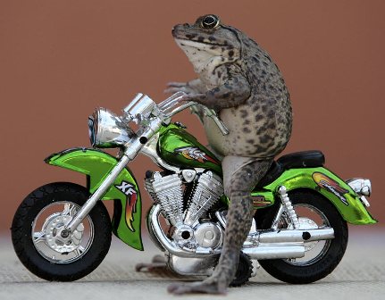 Name:  ThaiCrazyFrogR1_800x623.jpg
Views: 43
Size:  34.6 KB