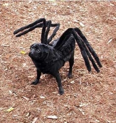 Name:  SpiderPug.jpg
Views: 49
Size:  78.9 KB