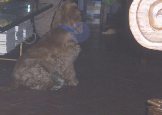Name:  Dog - Use.jpg
Views: 78
Size:  141.9 KB