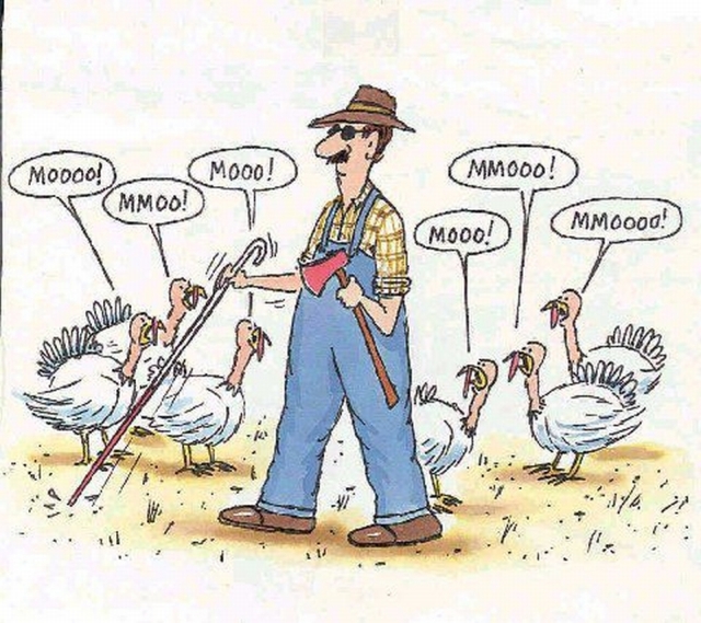 Name:  Thanksgiving - Cow Turkeys.jpg
Views: 6303
Size:  263.9 KB
