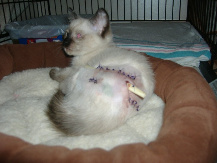 Name:  RescuedKitten.JPG
Views: 558
Size:  70.7 KB