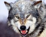 Name:  images[5].jpg
Views: 135
Size:  5.0 KB