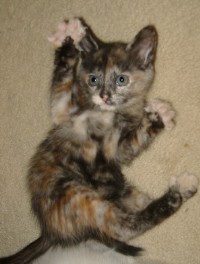 Name:  calico02.JPG
Views: 19075
Size:  18.0 KB