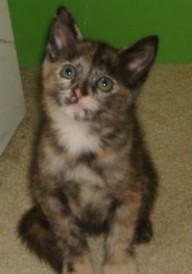 Name:  kitten01.JPG
Views: 2051
Size:  11.5 KB