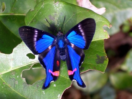 Name:  butterfly.jpg
Views: 417
Size:  120.2 KB