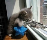 Name:  bewarethesniperkitten.jpg
Views: 57
Size:  7.6 KB
