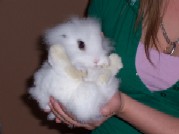 Name:  bunny 004.jpg
Views: 32
Size:  6.6 KB