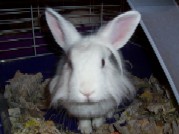 Name:  Oreo and Kilala 016.jpg
Views: 32
Size:  8.7 KB