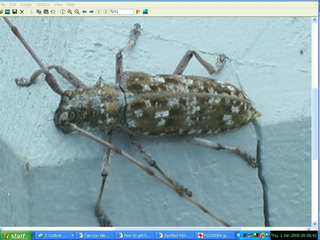 Name:  Critter A - Use.jpg
Views: 1016
Size:  174.2 KB