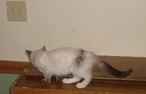 Name:  kitty2.JPG
Views: 85
Size:  24.7 KB