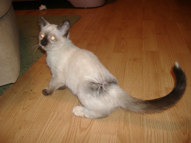 Name: kitty1.JPG
Views: 115
Size: 75.4 KB