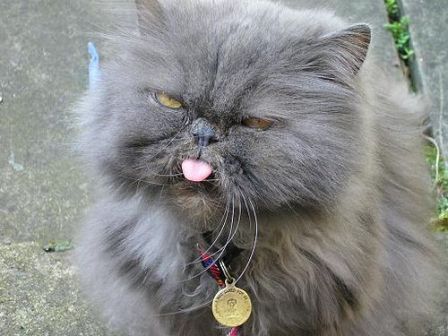 Name:  persiancat.jpg
Views: 25
Size:  32.3 KB