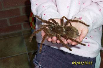 Name:  spider.jpg
Views: 46
Size:  20.2 KB