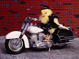 Name:  biker-chick.jpg
Views: 35
Size:  23.8 KB