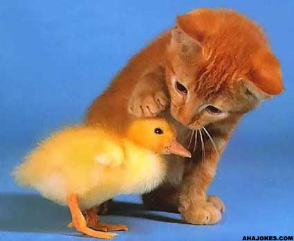 Name:  catduck.jpg
Views: 16834
Size:  54.7 KB