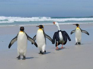Name:  penguinduck.jpg
Views: 10939
Size:  11.2 KB