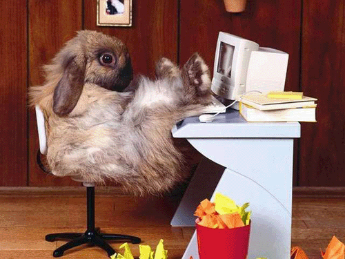 Name:  funny_animals_pictures_07.gif
Views: 190166
Size:  107.5 KB