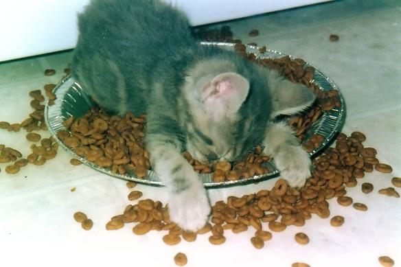 Name:  kitty_nap.jpg
Views: 15
Size:  33.2 KB