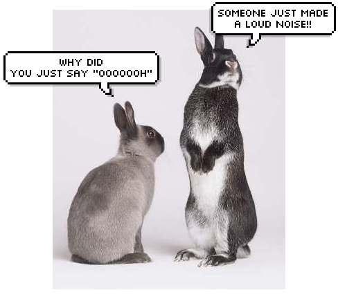 Name:  rabbit2.jpg
Views: 65
Size:  18.9 KB