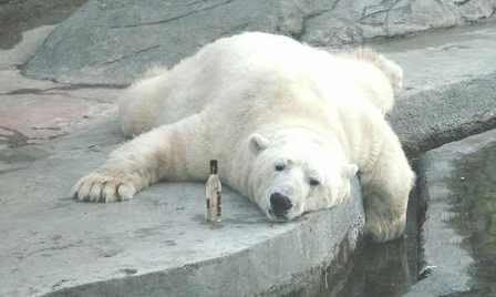 Name:  bear.jpg
Views: 34
Size:  11.9 KB