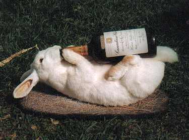 Name:  Drunk_Rabbit.jpg
Views: 29
Size:  15.2 KB