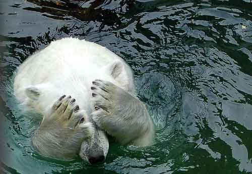 Name:  bear-covering-eyes.jpg
Views: 29
Size:  21.8 KB