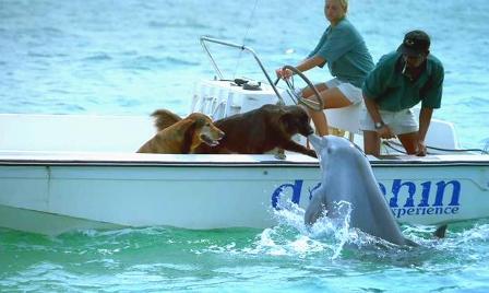 Name:  dolphin kiss.jpg
Views: 10680
Size:  23.0 KB