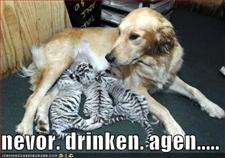 Name:  nevordrinken128620212067323100[1].jpg
Views: 23
Size:  10.5 KB