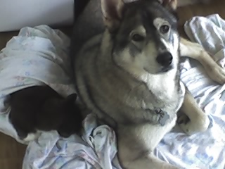 Name:  rexy and sox.jpg
Views: 463
Size:  41.4 KB