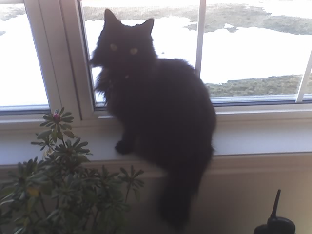 Name: Princess.jpg
Views: 522
Size: 52.4 KB