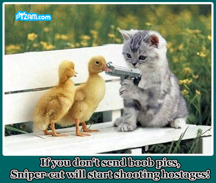Name:  pyzamsnipercat[1].jpg
Views: 43
Size:  46.9 KB