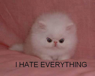 Name:  cat[1].jpg
Views: 23
Size:  79.9 KB