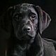 Name: Black-Labrador.jpg
Views: 77
Size: 2.3 KB