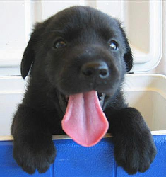 Name:  labtongue.bmp
Views: 25
Size:  172.9 KB